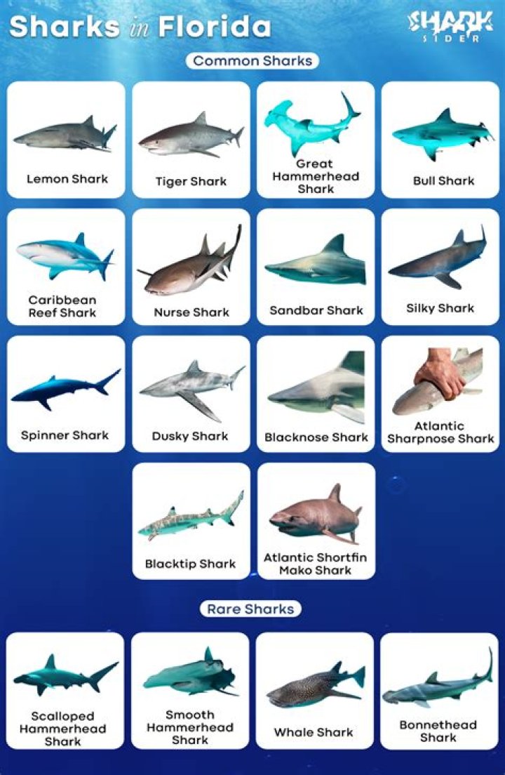 What kind of sharks are in the Gulf Shores