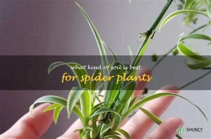 What kind of soil does a spider plant need