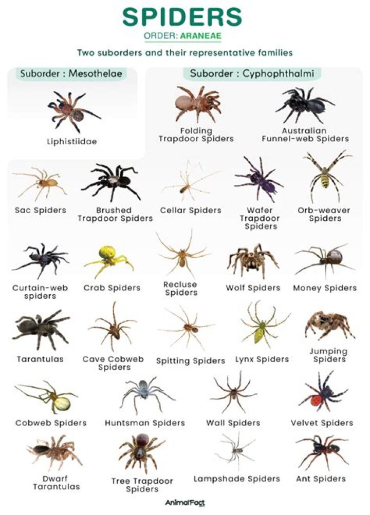 What kind of spiders are in Ontario