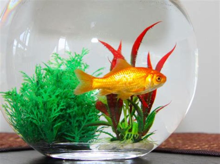 What kind of water do you put in a goldfish bowl