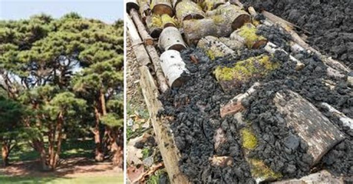 What kind of wood is used for Hugelkultur