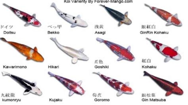 What Koi Variety has just red and white Colouring