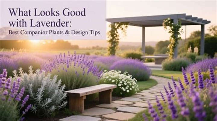 What looks good with lavender