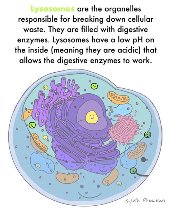What makes lysosomes in a cell