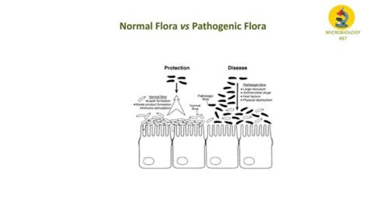 What makes normal flora become pathogenic