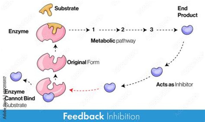 What molecule acts as an inhibitor in feedback inhibition