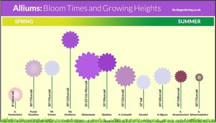 What month do alliums flower
