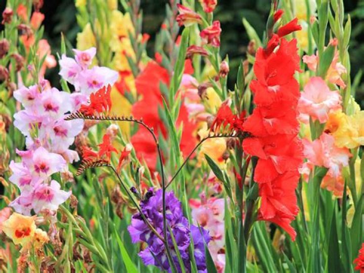 What month do gladioli flower UK