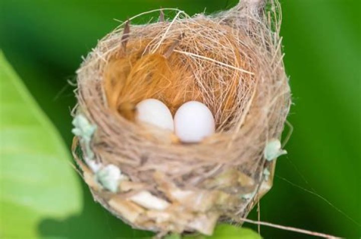 What month do hummingbirds lay eggs