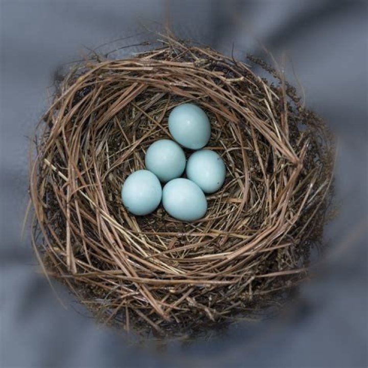 What months do bluebirds lay eggs