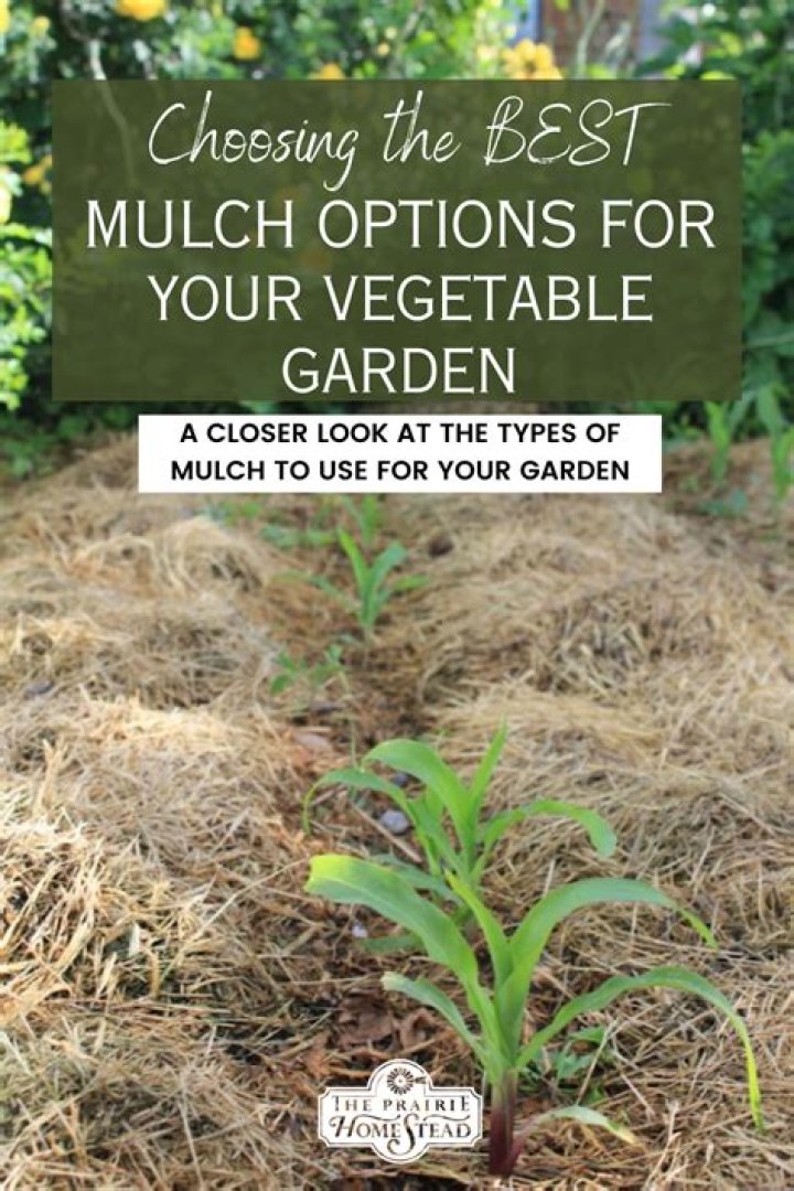 What mulch is best for vegetable garden