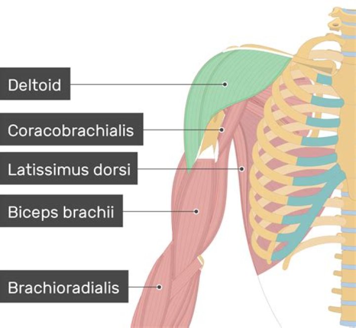 What muscle is buried under the deltoid