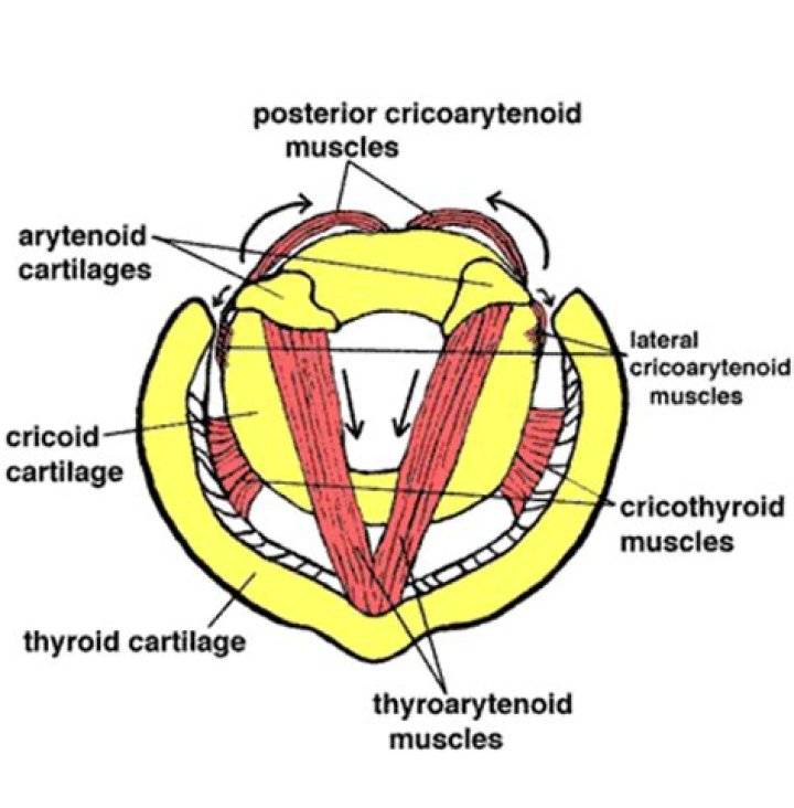 What muscles originate on the cricoid cartilage