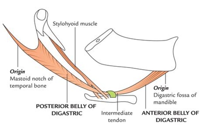 What nerve Innervates posterior belly of Digastric
