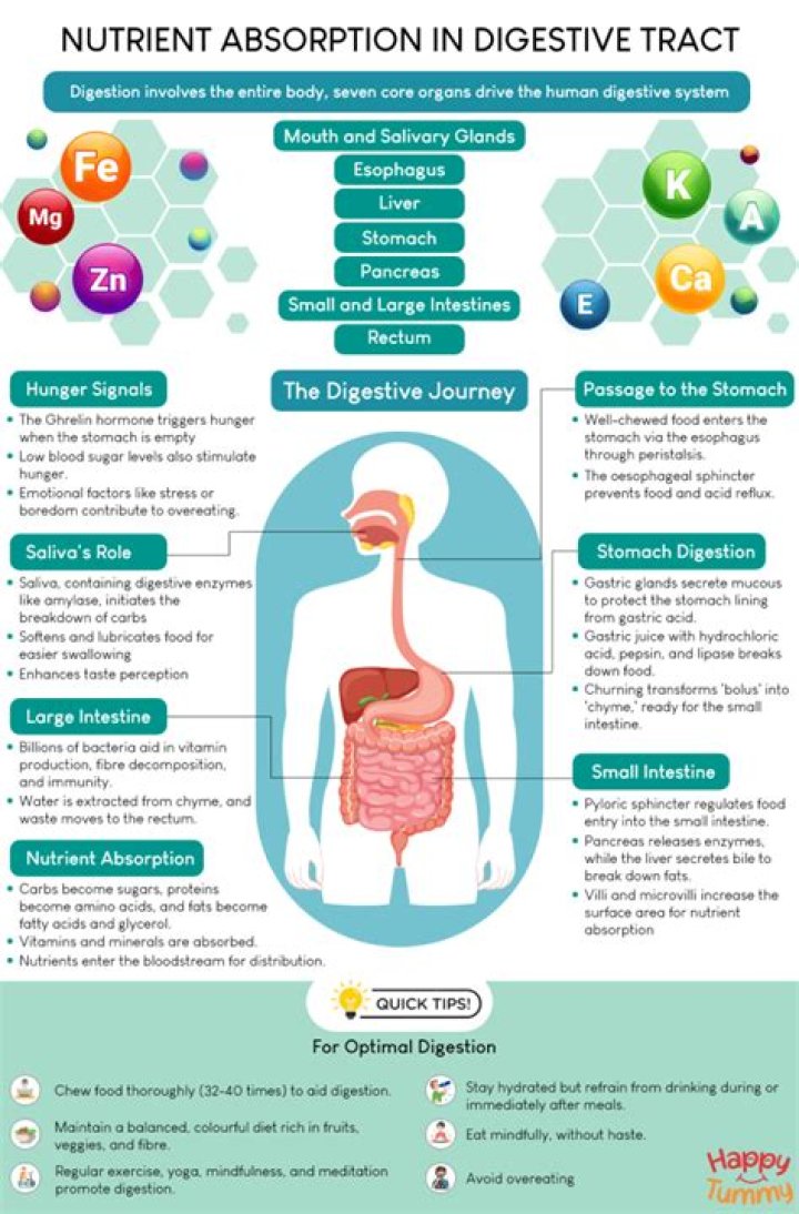 What nutrient does the stomach digest