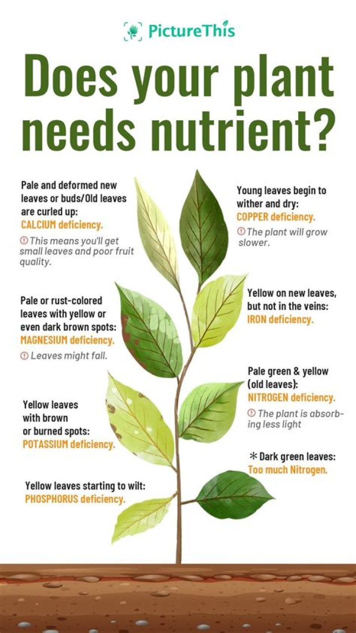 What nutrients does a plant need