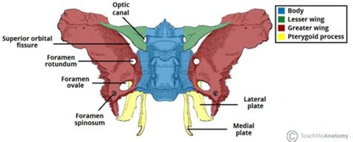What organ gland is found within the sella turcica of the sphenoid bone