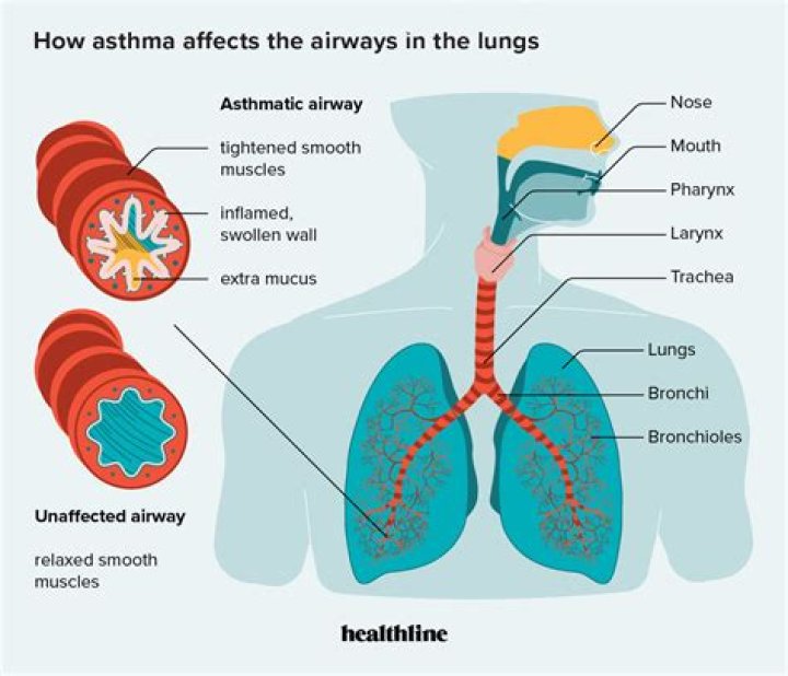 What part of the body allows the flea to breathe