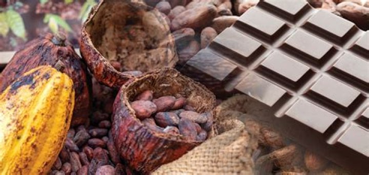 What part of the cocoa bean is used to make chocolate