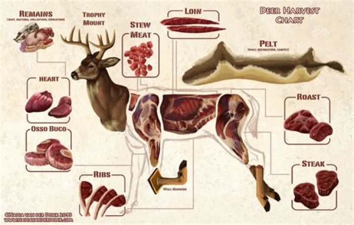 What part of the deer is best for steaks