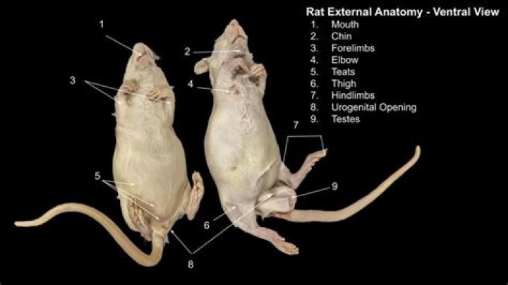 What part of the rat is dorsal