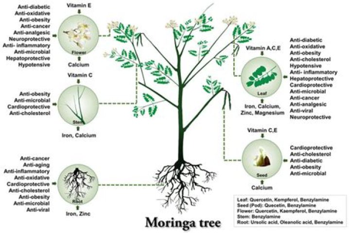 What parts of moringa are edible