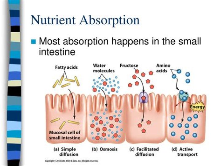 What percent of nutrients are absorbed in the small intestine