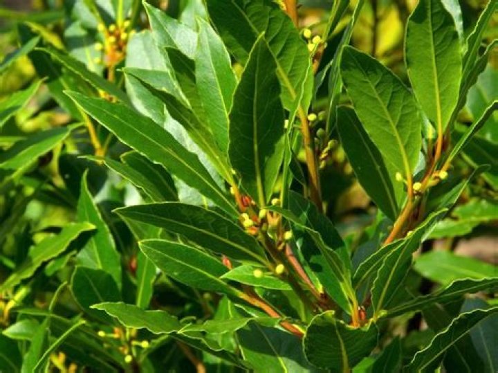 What plant does a bay leaf come from