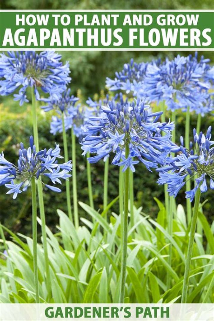 What plant goes well with agapanthus