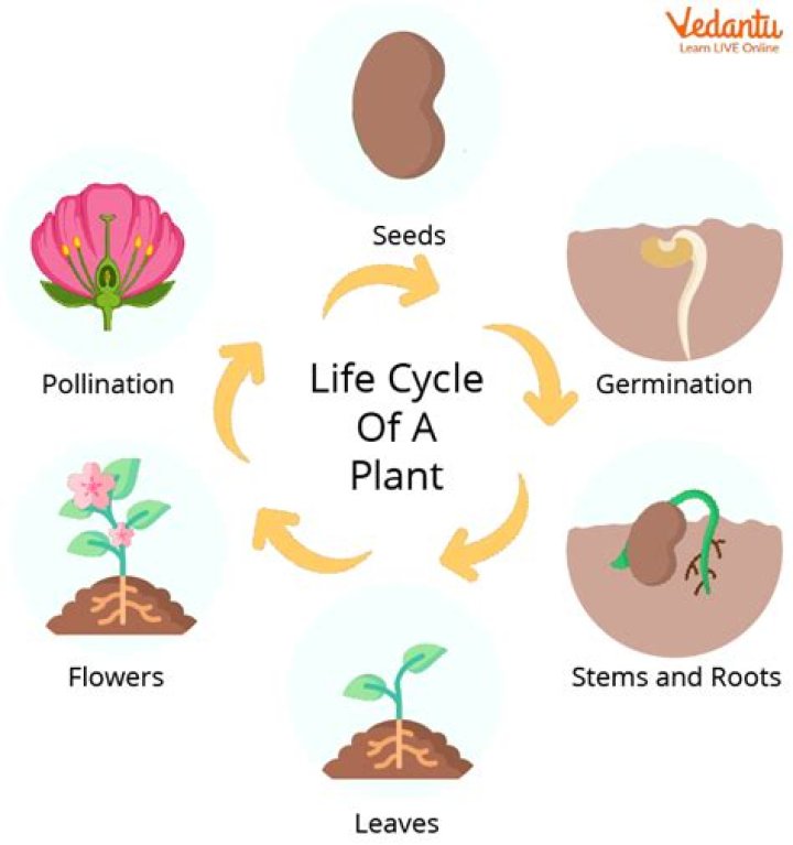 What plant life is in Australia