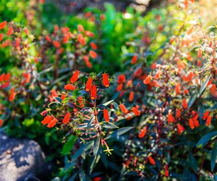 What plants are fire resistant