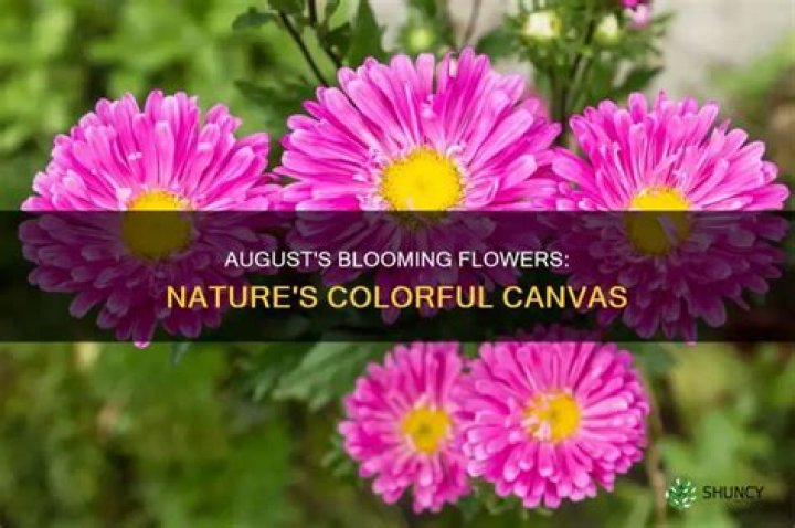 What plants bloom in August