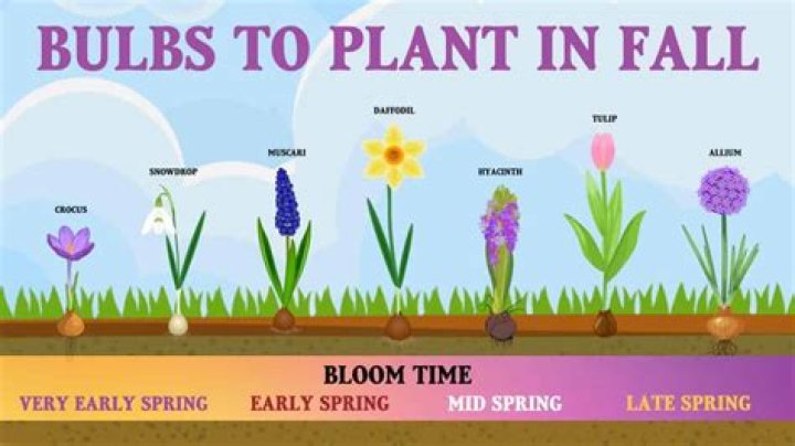 What plants can be planted in early spring