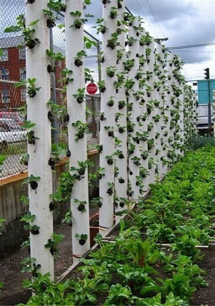 What plants can grow vertically