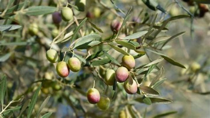 What plants compliment olive trees