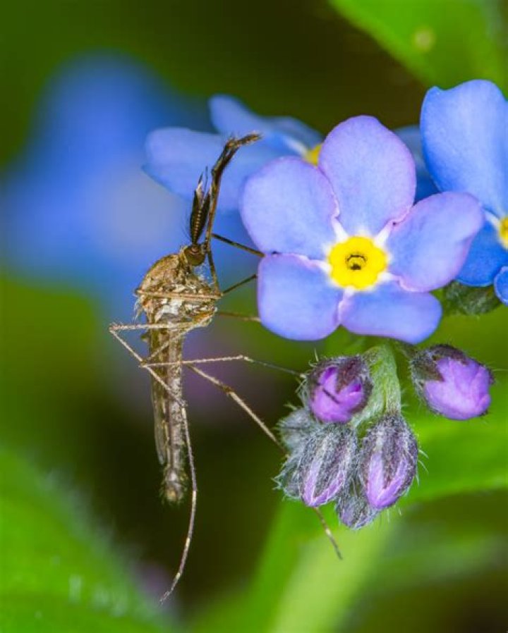 What plants do mosquitoes pollinate