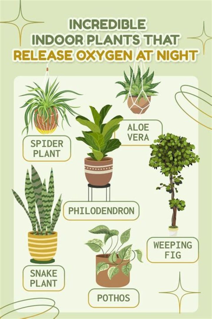 What plants give off oxygen at night