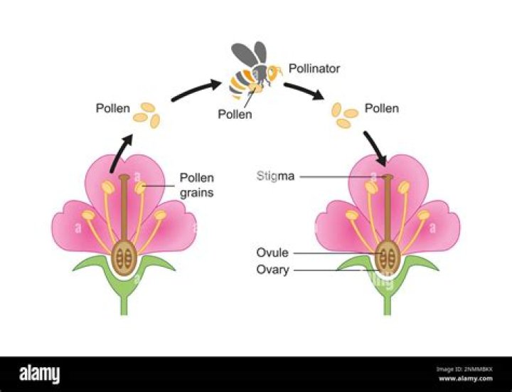 What plants give off pollen