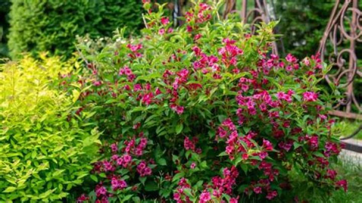 What plants go well with weigela