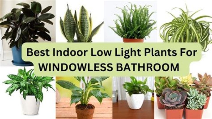 What plants grow best in bathrooms