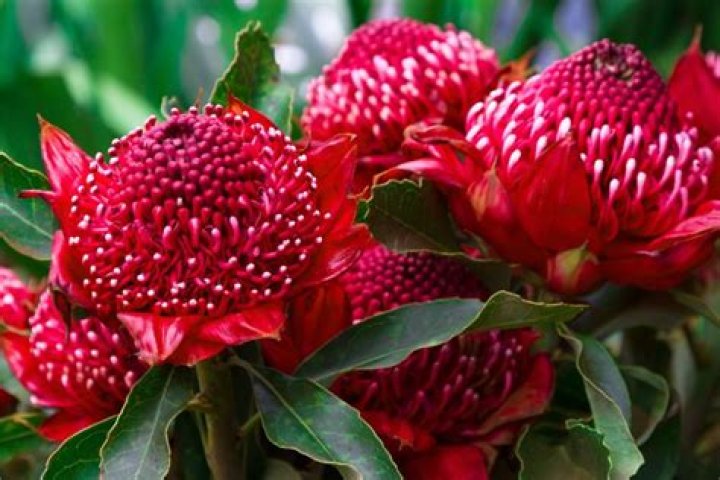 What plants have red flowers