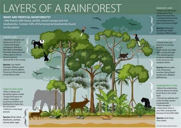What plants live on the emergent layer