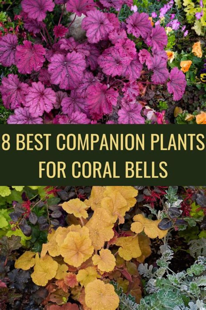 What plants look good with coral bells