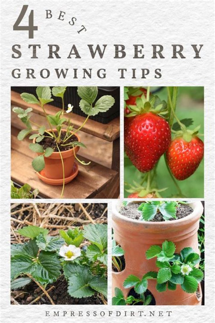 What plants look like strawberries