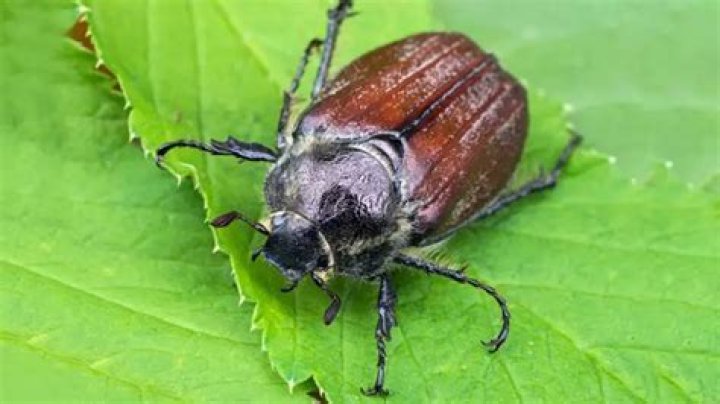 What purpose do june bugs serve