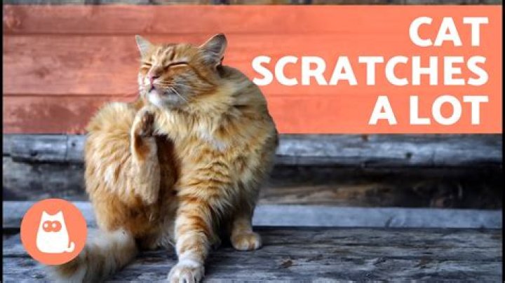What repels cats from scratching