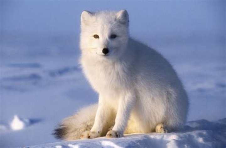 What reptiles live in the Arctic