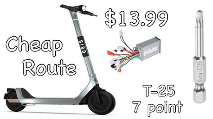 What scooter is bird using