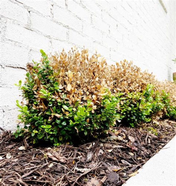 What should I feed my boxwoods
