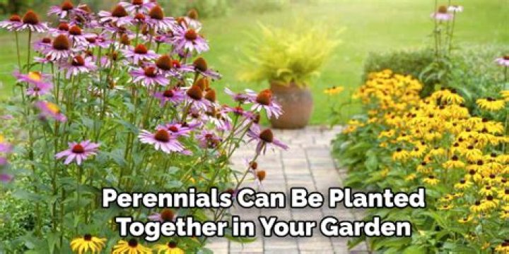What shrubs can be planted together